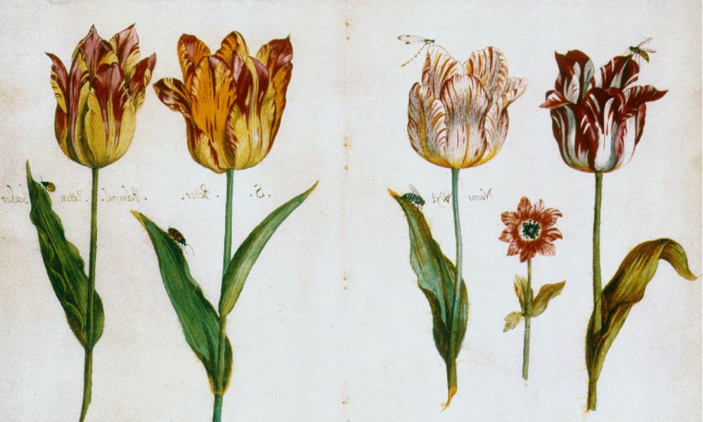 Lịch sử bong bóng hoa tulip tại Hà Lan
