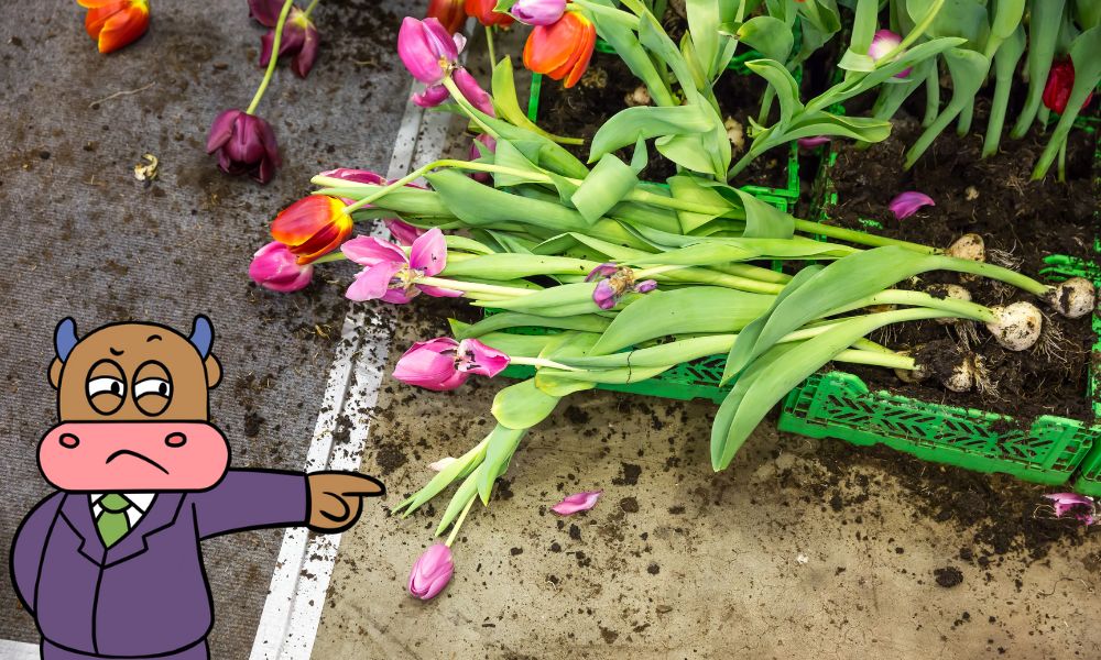 Hậu quả từ hoạt động đầu cơ quá mức hoa tulip