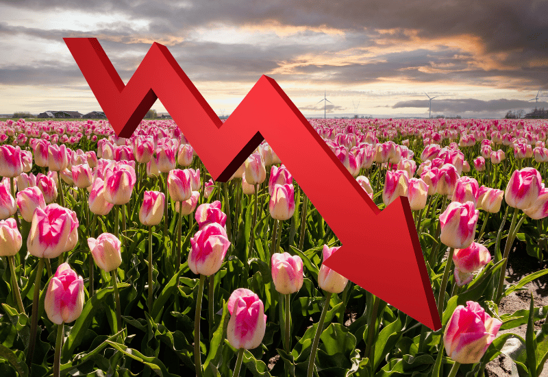 Cơn sốt hoa tulip tại Hà Lan
